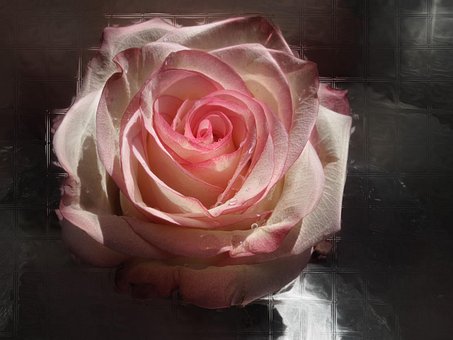 Rose, Blüte, Blume, Rosenblüte