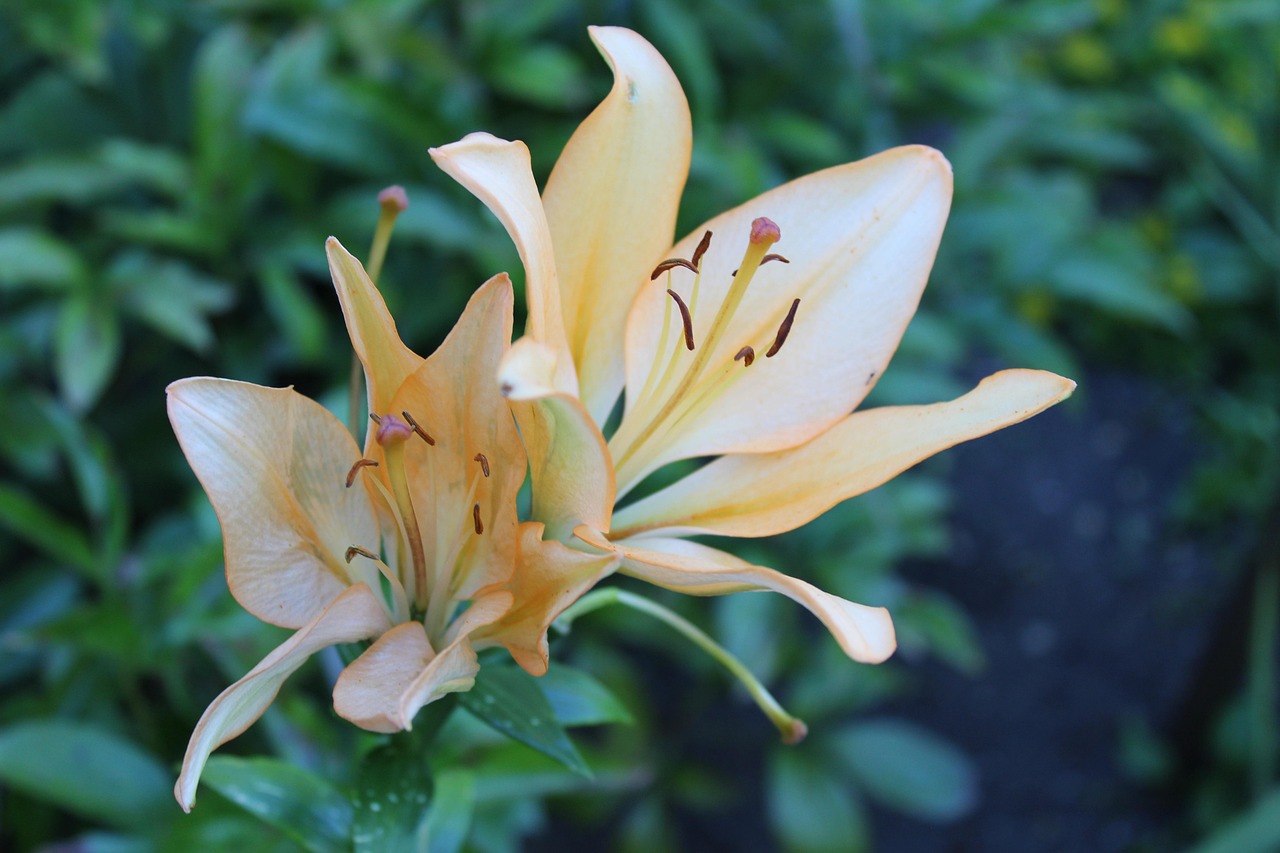 Lily Family Flower Free photo on Pixabay Pixabay