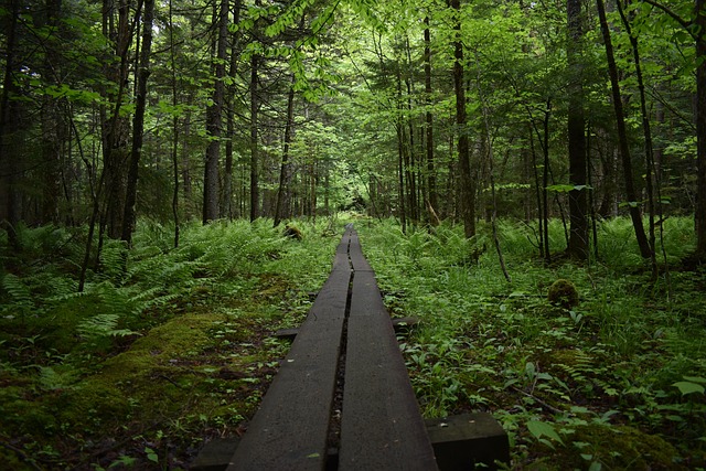 Free Hike Trail photo and picture