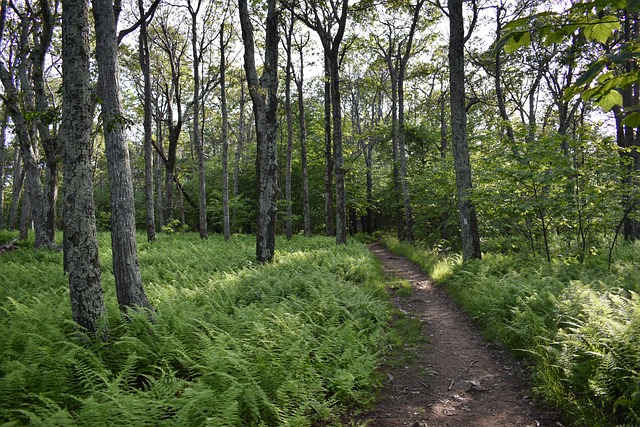 Free Trail Hike photo and picture