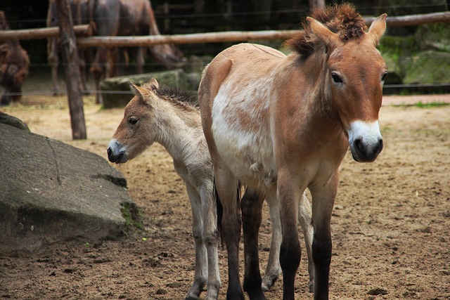 Free Horse Zoo photo and picture