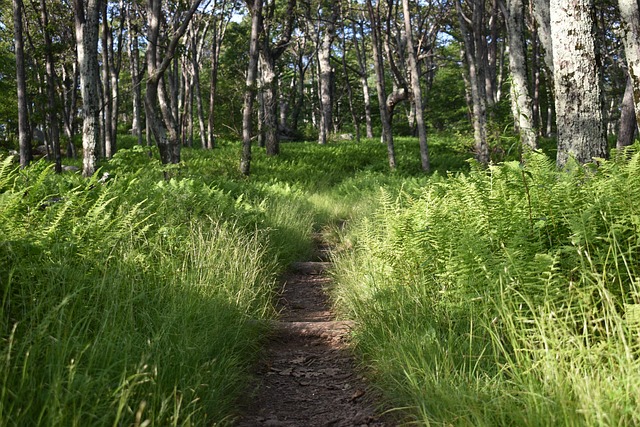 Free Trail Hike photo and picture