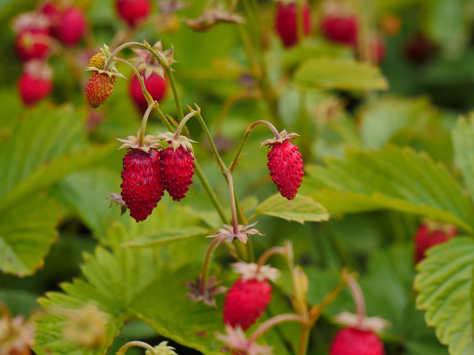 Wilde Erdbeeren Berry Reif · Kostenloses Foto auf Pixabay