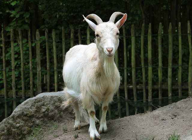 Free Goat Zoo photo and picture