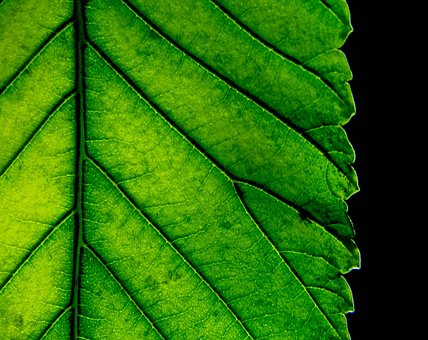 Blatt, Natur, Blätter, Pflanze, Grün