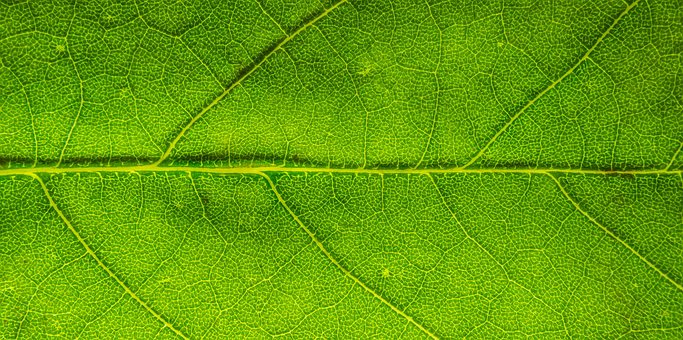 Blatt, Natur, Grün, Pflanze, Blätter