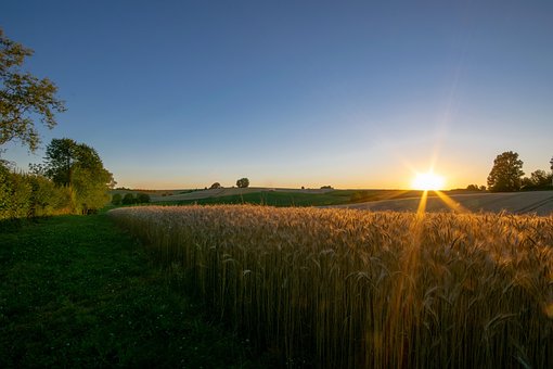 Campo De Trigo, Verão, Trigo, Natureza