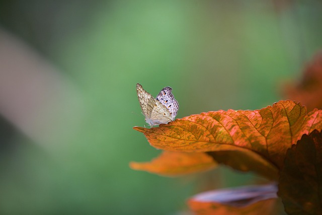 Schmetterling, Blatt, Natur, Nahaufnahme