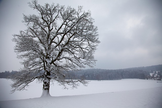 Baum, Schnee, Winter, Land, Landschaft