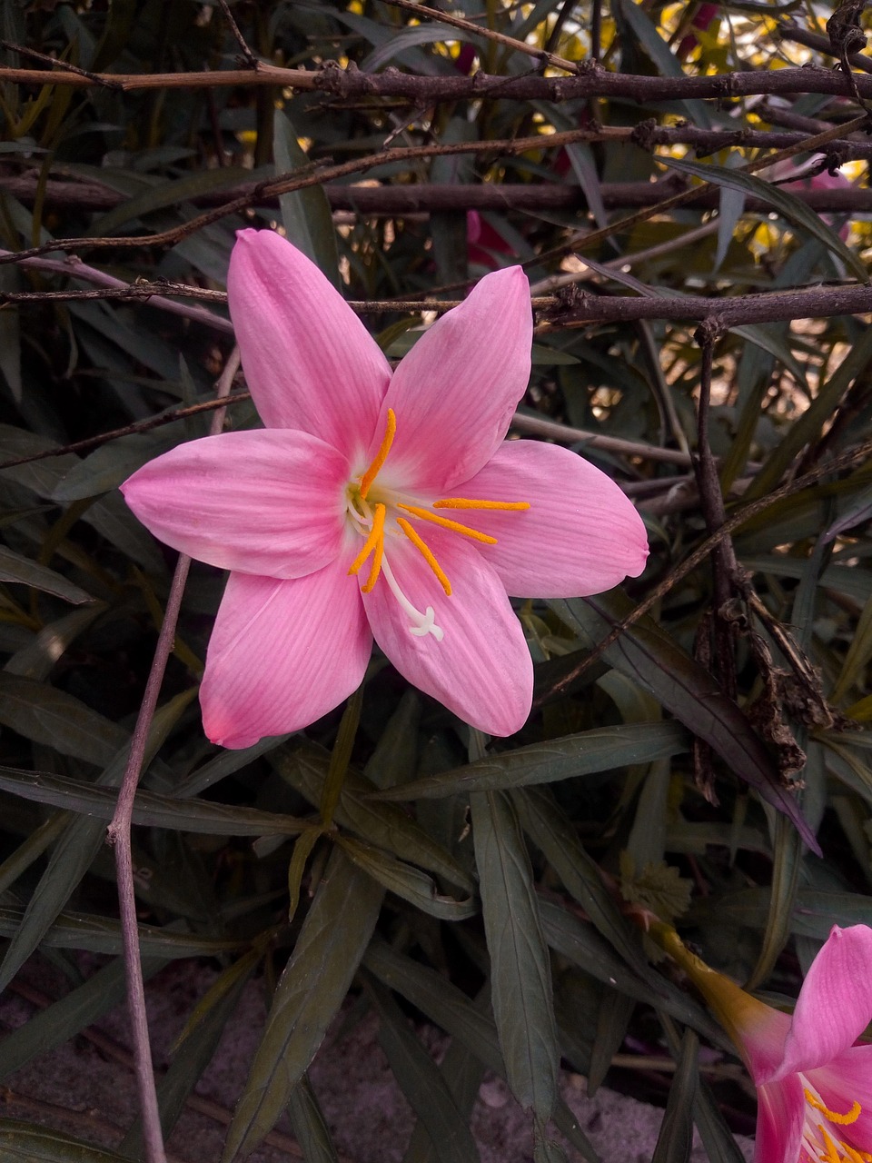 Fleurs Meilleur Amour - Photo gratuite sur Pixabay - Pixabay