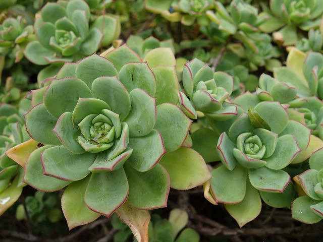 Free Succulent Garden photo and picture