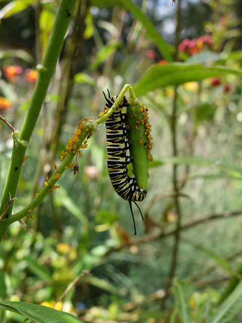 Free Caterpillar Monarch photo and picture