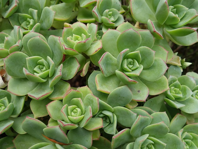 Free Succulent Garden photo and picture