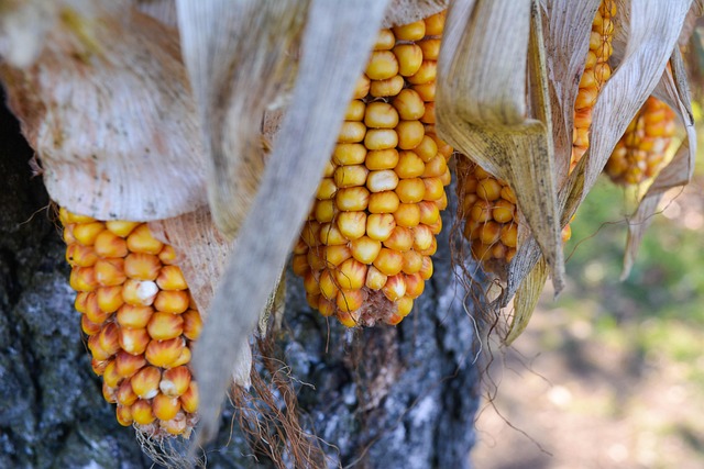 Free Corn Nature photo and picture