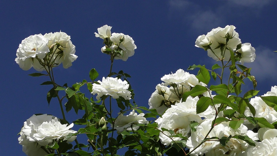 バラの咲く 満開のバラ 花 Pixabayの無料写真