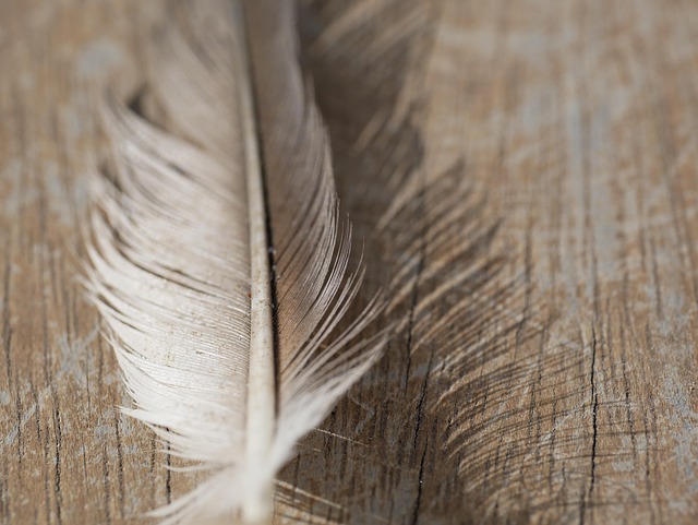 Free Feather 4K Wallpaper 1920X1080 photo and picture