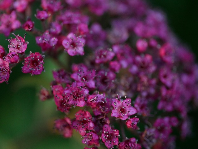 Free Flower Soft photo and picture