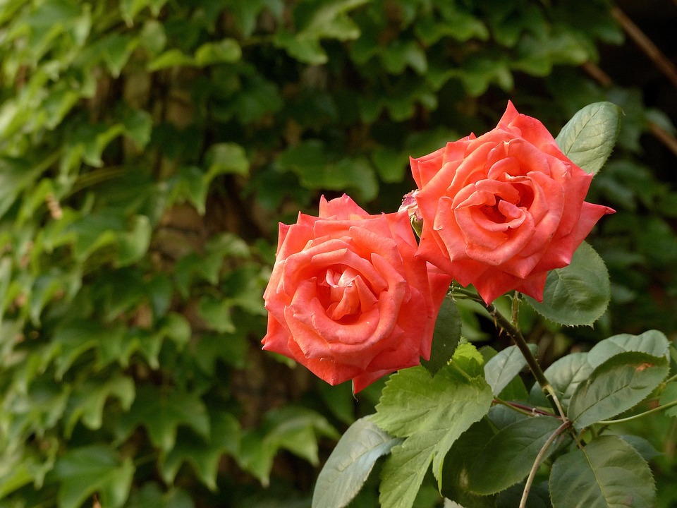 Iphoto Roses Roses Flowers Ivy - Free photo on Pixabay - Pixabay