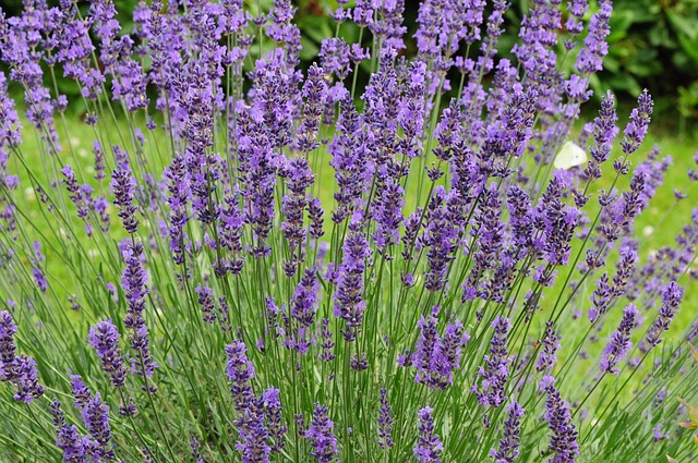 Free Lavender Flower Wallpaper photo and picture