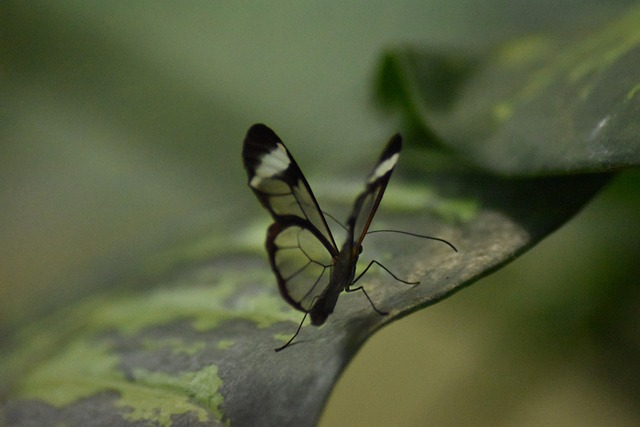 Free Butterfly Green photo and picture