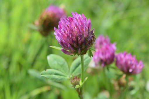 30+ kostenlose Kleeblume und PflanzeBilder