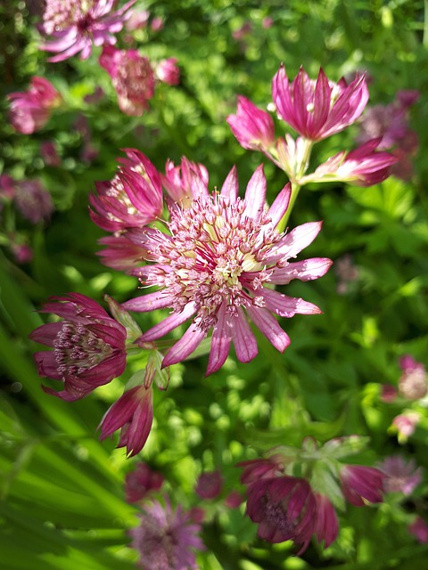 Free Summer Flowers photo and picture