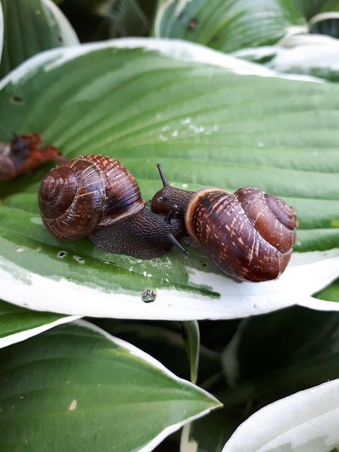 Free Snail Macro photo and picture