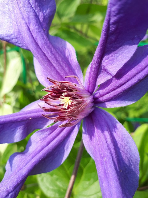 Free Flower Clematis photo and picture