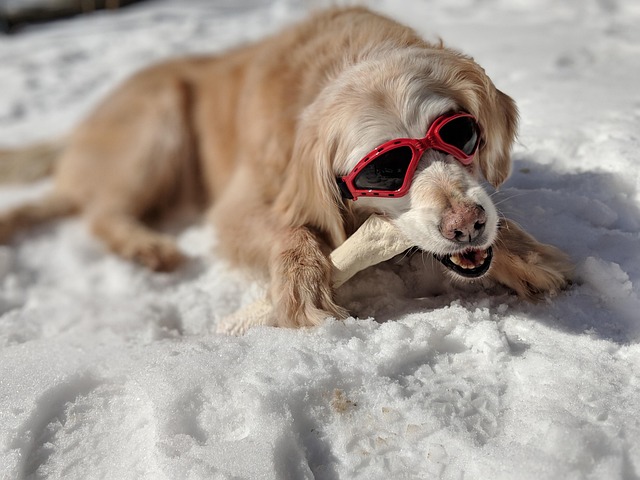 Free Golden Retriever Dog photo and picture