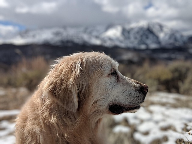 Free Golden Retriever Dog photo and picture