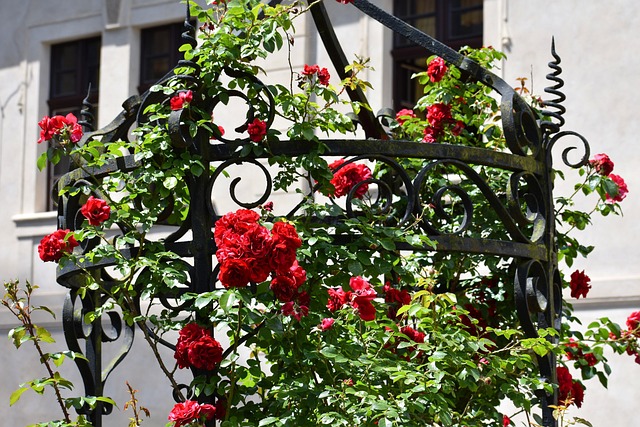 Free Rose Fountain photo and picture