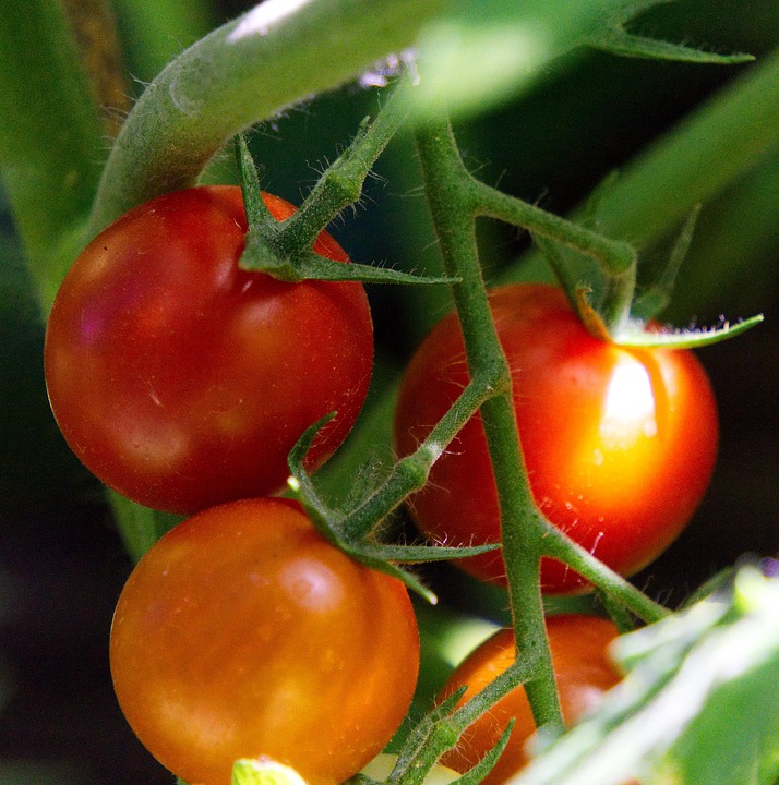 Tomate Reif Reifen Kostenloses Foto Auf Pixabay