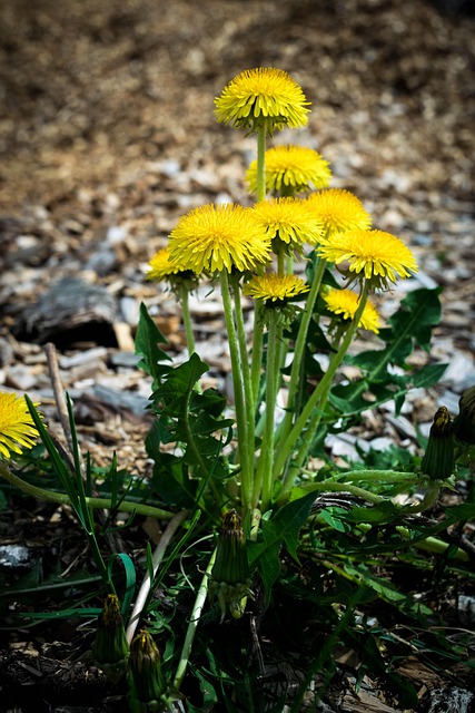 Free Nature Flower Background photo and picture