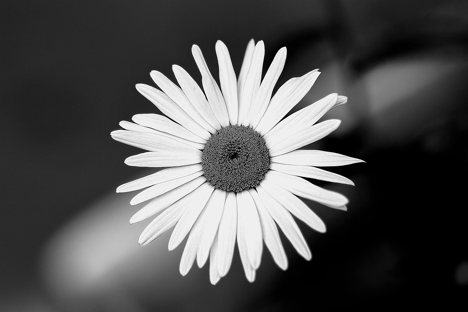 Flower Garden Black And White Free Photo On Pixabay
