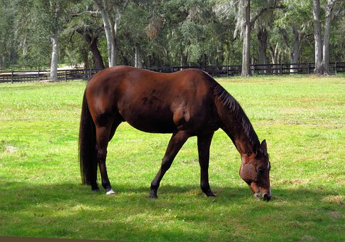 Free Horse Brown photo and picture
