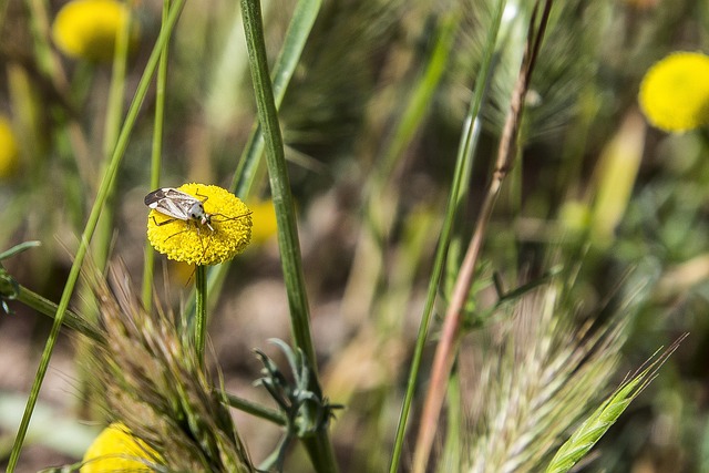Free Flower Insect photo and picture