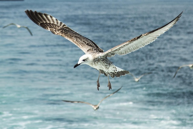 Free Seagull Nature photo and picture