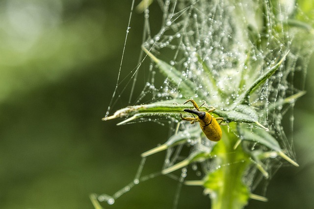 Free Insect Beautiful Flowers photo and picture
