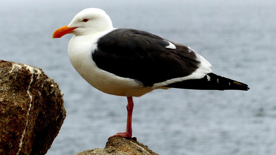74 Gambar Burung Camar Laut Gratis Terbaru