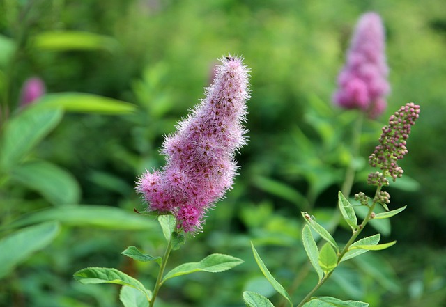 Blüte, Garten, Natur, Blumentapete