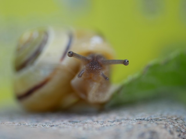 Free Snail Close Up photo and picture
