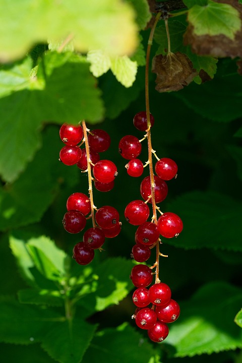 Raisins De Corinthe Rouge · Photo gratuite sur Pixabay