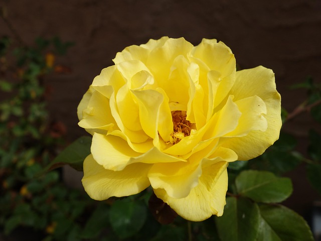 Free Yellow Rose photo and picture