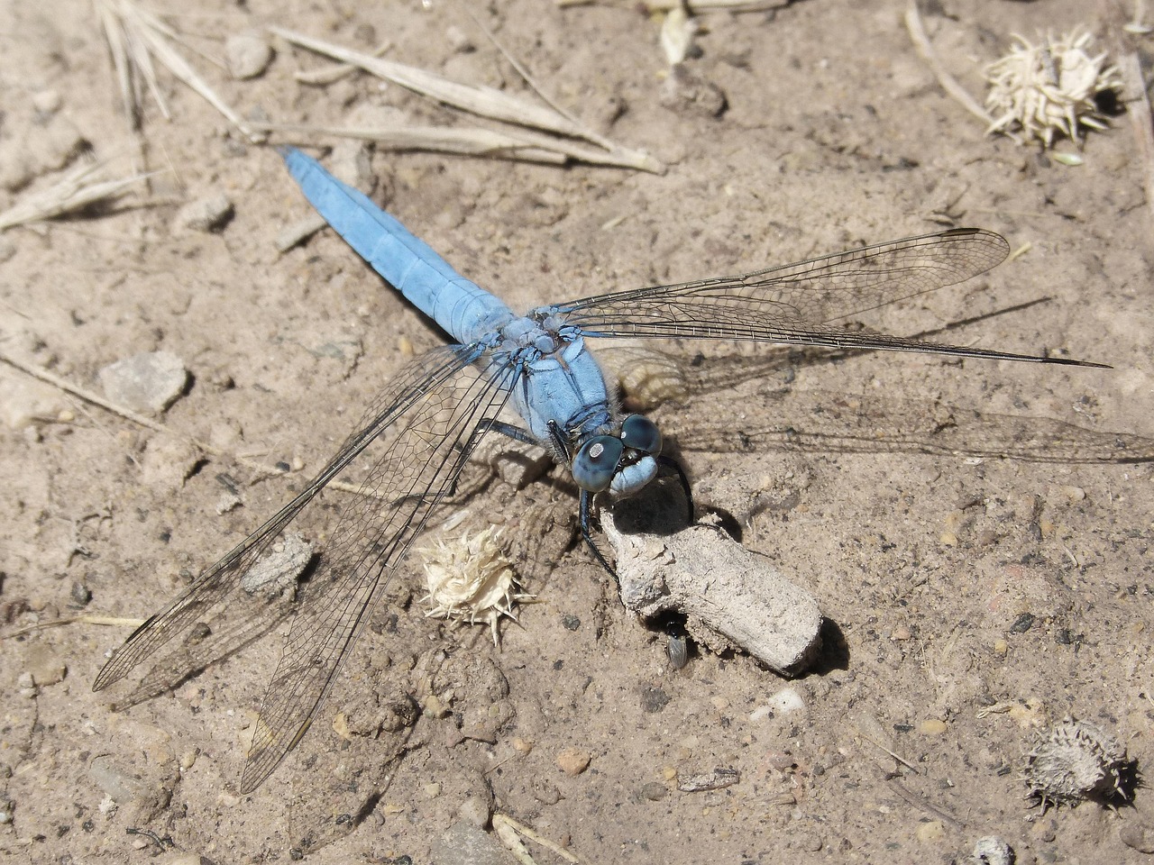 Szitak t Orthetrum Brunneum K k Ingyenes Fot A Pixabay en Pixabay szitak-t-orthetrum-brunneum-k-k-ingyenes-fot-a-pixabay-en-pixabay