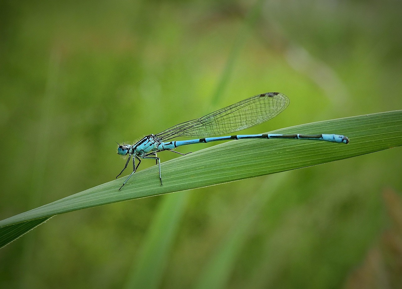 잠자리 목초지 곤충 - Pixabay의 무료 사진