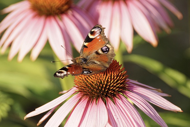Download free HD stock image of Peacock Butterfly Butterfly Free Peacock Butterfly Butterfly photo and picture