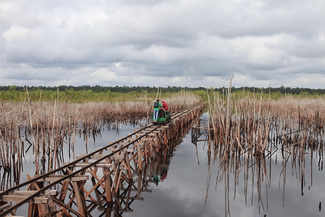 Borneo, Torf-Sumpf, Nationalpark