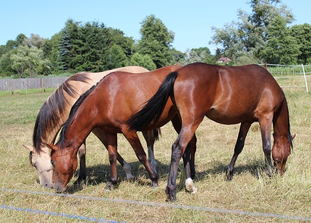 Free Horse Ponny photo and picture