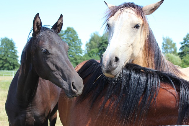 Free Horse Ponny photo and picture