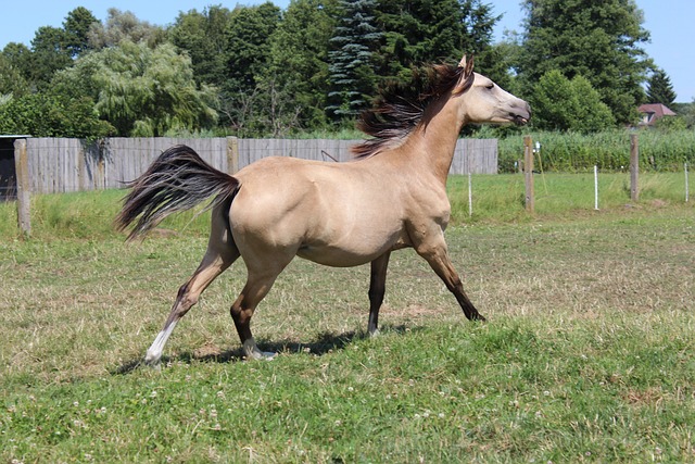 Free Horse Ponny photo and picture